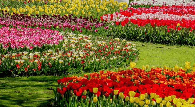 Jardin des fleurs de Da Lat – promenade au cœur des fleurs